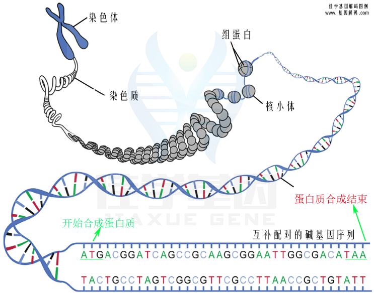 【佳學基因檢測】需要多長時間可以拿腦腫瘤基因解碼、<a href=http://m.alivewithwords.com/tk/jiema/cexujishu/2021/31933.html>基因檢測</a>報告？