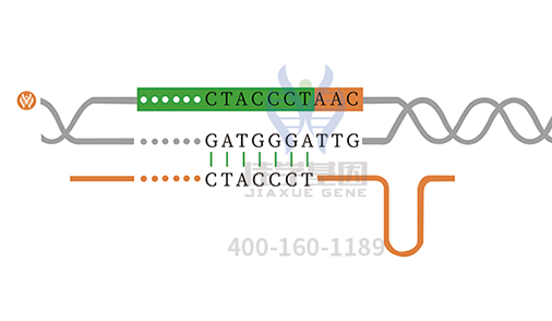 【佳學(xué)基因檢測】孟買表型基因解碼、<a href=http://m.alivewithwords.com/tk/jiema/cexujishu/2021/31933.html>基因檢測</a>的報告看得懂嗎？