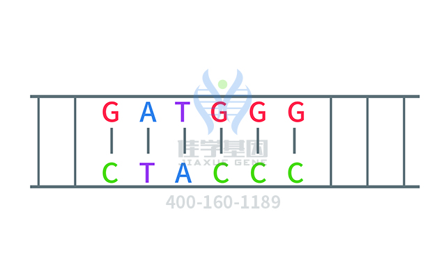 【佳學(xué)基因檢測(cè)】多尾精子和DNA過(guò)量相關(guān)的不育癥基因解碼、<a href=http://m.alivewithwords.com/tk/jiema/cexujishu/2021/31933.html>基因檢測(cè)</a>有什么用？