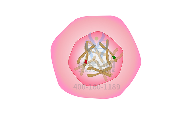 【佳學基因檢測】腦瘤-息肉綜合征2型基因解碼、<a href=http://m.alivewithwords.com/tk/jiema/cexujishu/2021/31933.html>基因檢測</a>有什么用？