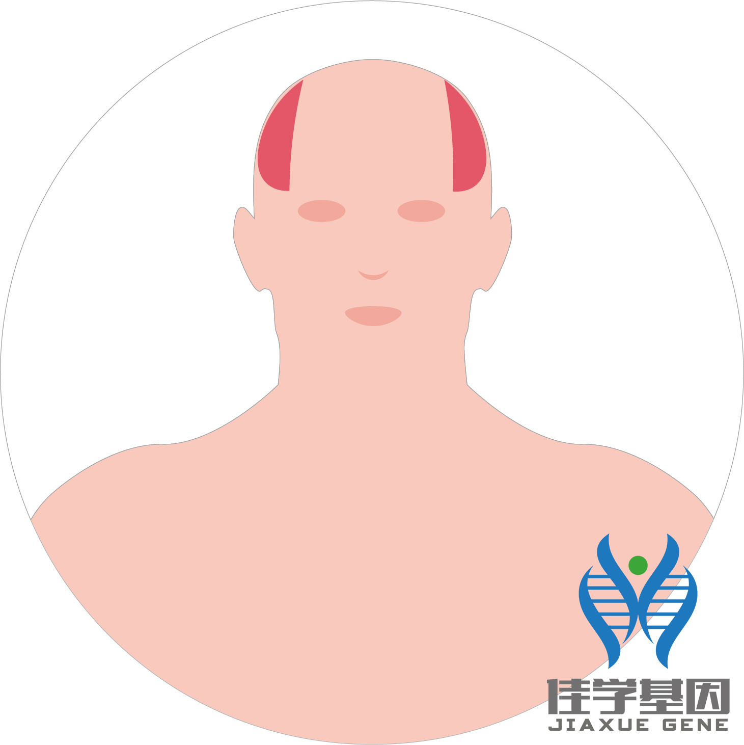 【佳學(xué)基因檢測(cè)】男性<font color='red'>脫發(fā)</font>（Androgenetic alopecia）基因解碼、<a href=http://m.alivewithwords.com/tk/jiema/cexujishu/2021/31933.html>基因檢測(cè)</a>