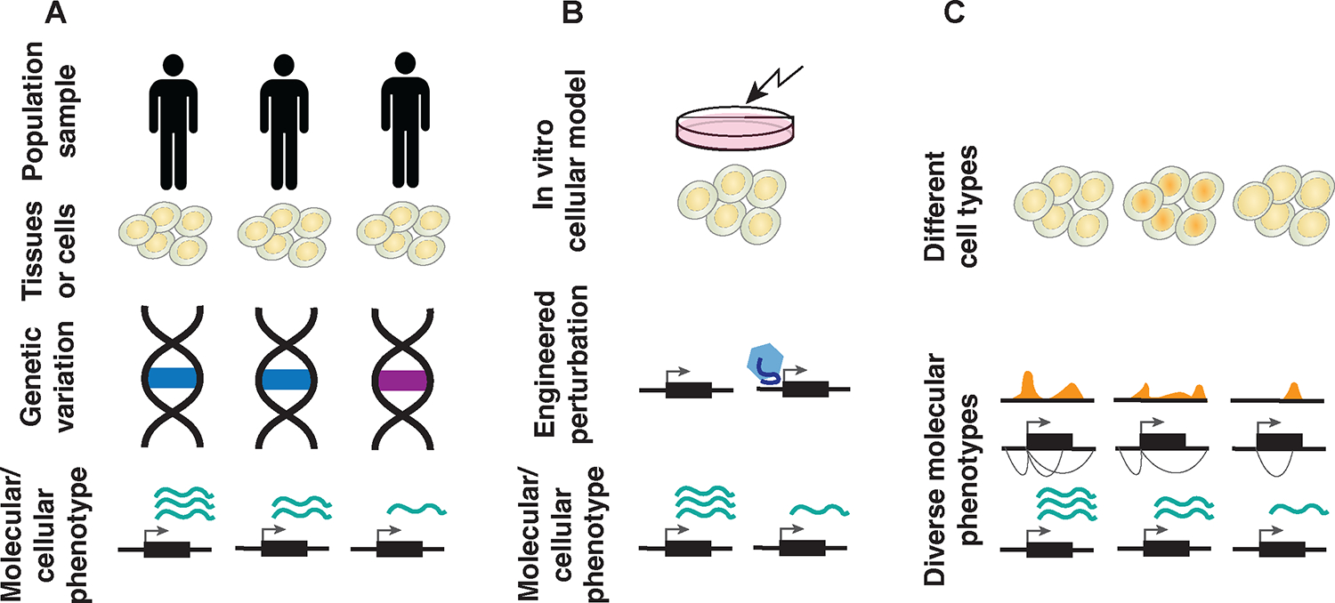 圖 3.理解大規(guī)模遺傳變異的分子效應(yīng)的方法