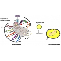 【佳學(xué)基因檢測】Energizer在體內(nèi)的生成與釋放