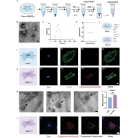 【佳學(xué)基因檢測】Energizer與骨髓基質(zhì)細(xì)胞聯(lián)用促進(jìn)骨修復(fù)過程中的血管生成