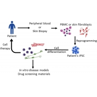 【佳學(xué)<font color='red'>基因</font>檢測】如何利用誘導(dǎo)多能干細(xì)胞（iPSC)進(jìn)行遺傳病的<font color='red'><font color='red'>基因</font><font color='red'>矯正</font></font>治療